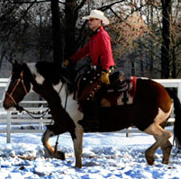 photo_verkaufspferde_large_1