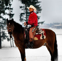 photo_verkaufspferde_large_1