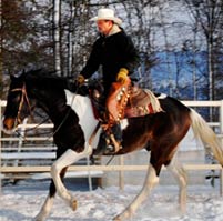 photo_verkaufspferde_large_1