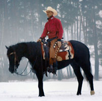 photo_verkaufspferde_large_1