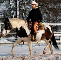 photo_verkaufspferde_large_1