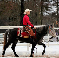 photo_verkaufspferde_large_1