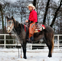 photo_verkaufspferde_large_1