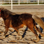 Nikita vom Klosterblick Galopp